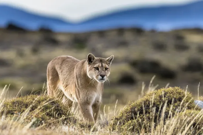 Framed Print : Puma (Puma concolor) in high altitude habitat of Torres del Paine National Park, Chile Framed Print : Puma (Puma concolor) in high altitude habitat of Torres del Paine National Park, Chile