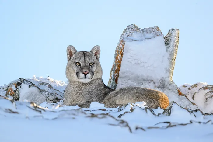 Framed Print : Puma (Puma concolor) juvenile male, resting in deep snow, Torres del Paine National Park / Estancia Amarga, Patagonia, Chile. July Framed Print : Puma (Puma concolor) juvenile male, resting in deep snow, Torres del Paine National Park / Estancia Amarga, Patagonia, Chile. July