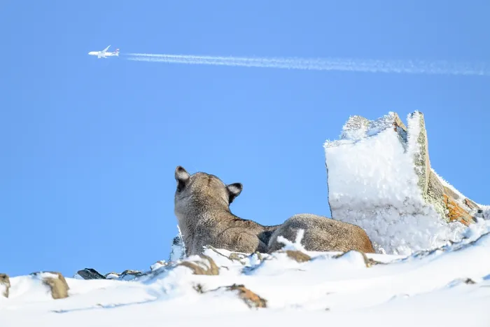 Framed Print : Puma (Puma concolor) juvenile male, resting in snow, looking up towards passing aeroplane, Torres del Paine National Park / Estancia Amarga, Patagonia, Chile. July Framed Print : Puma (Puma concolor) juvenile male, resting in snow, looking up towards passing aeroplane, Torres del Paine National Park / Estancia Amarga, Patagonia, Chile. July