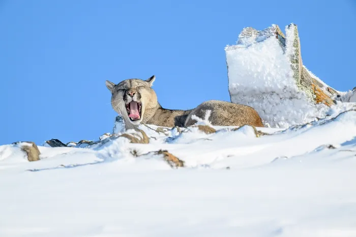 Framed Print : Puma (Puma concolor) juvenile male, yawning while resting in deep snow, Torres del Paine National Park, Patagonia, Chile