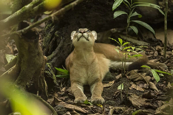 Puma (Puma concolor) looking upwards, Corcovado National Park, Costa Rica, May