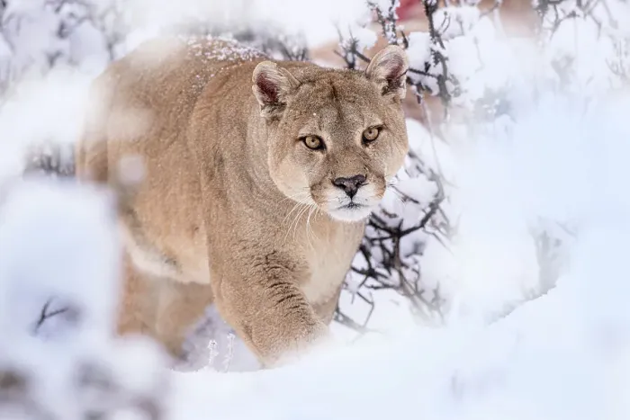 Framed Print : Puma (Puma concolor) male, walking through snow covered bushes, Torres del Paine National Park / Estancia Laguna Armarga, Patagonia, Chile Framed Print : Puma (Puma concolor) male, walking through snow covered bushes, Torres del Paine National Park / Estancia Laguna Armarga, Patagonia, Chile