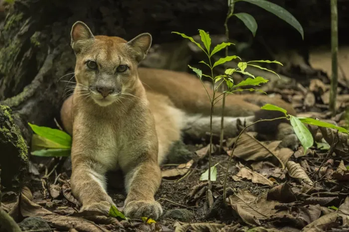 Framed Print : Puma (Puma concolor) resting, Corcovado National Park, Costa Rica, May Framed Print : Puma (Puma concolor) resting, Corcovado National Park, Costa Rica, May