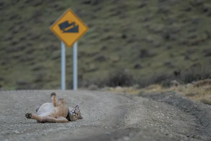 Framed Print : Puma (Puma concolor) resting in the middle of a road, Torres del Paine, Patagonia, Chile Framed Print : Puma (Puma concolor) resting in the middle of a road, Torres del Paine, Patagonia, Chile