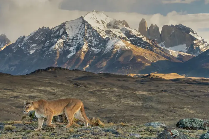 Framed Print : Puma (Puma concolor) walking with the Torres del Paine mountains in background, Torres del Paine National Park, Magallanes, Chile Framed Print : Puma (Puma concolor) walking with the Torres del Paine mountains in background, Torres del Paine National Park, Magallanes, Chile
