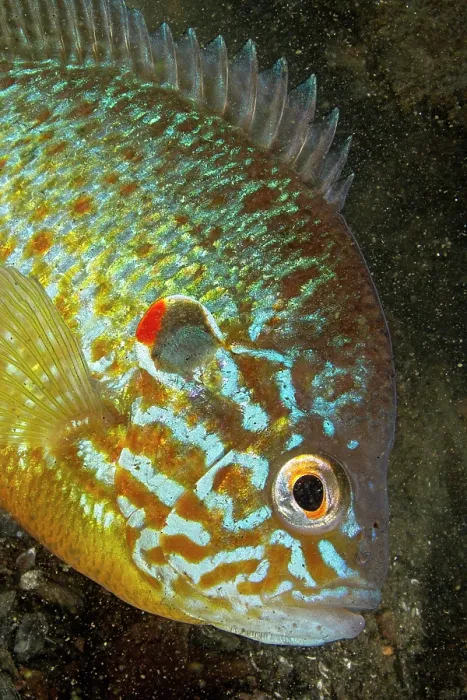 Framed Print : Pumpkinseed (Lepomis gibbosus) male, portrait, Lake Lugano, Ticino, Switzerland Framed Print : Pumpkinseed (Lepomis gibbosus) male, portrait, Lake Lugano, Ticino, Switzerland