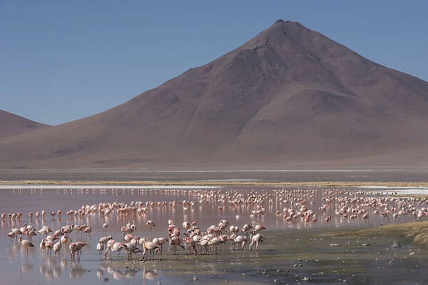 Puna  /  James flamingo (Phoenicoparrus jamesi) flock on Laguna Colorado, Reserva Eduardo Avaroa