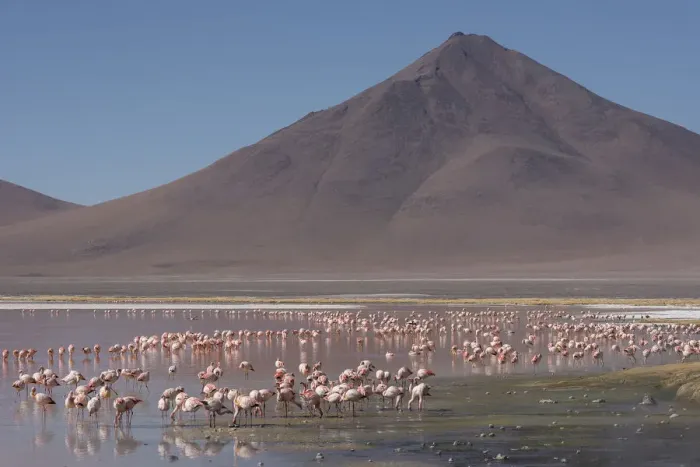 Framed Print : Puna / James flamingo (Phoenicoparrus jamesi) flock on Laguna Colorado, Reserva Eduardo Avaroa Framed Print : Puna / James flamingo (Phoenicoparrus jamesi) flock on Laguna Colorado, Reserva Eduardo Avaroa