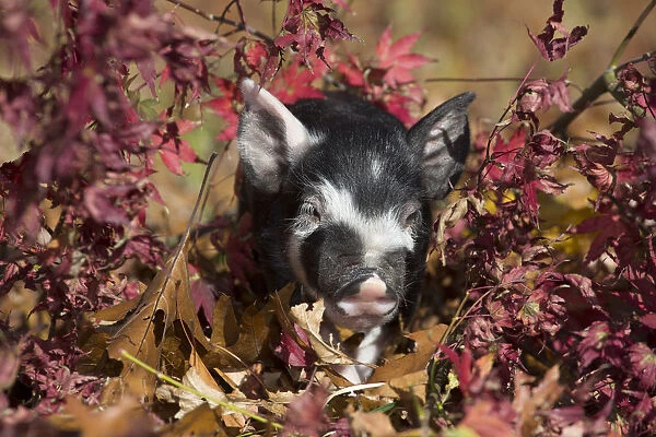Purebred Berkshire piglet in oak leaves, Smithfield, Rhode Island, USA