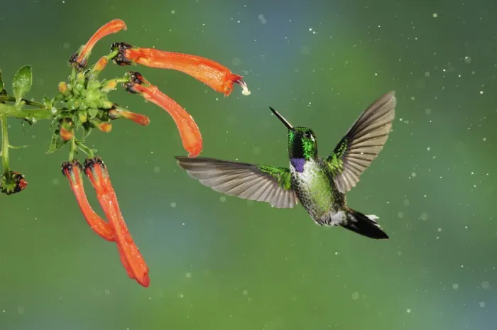 Framed Print : Purple-bibbed Whitetip (Urosticte benjamini) male feeding from flower, Mindo, Ecuador Framed Print : Purple-bibbed Whitetip (Urosticte benjamini) male feeding from flower, Mindo, Ecuador