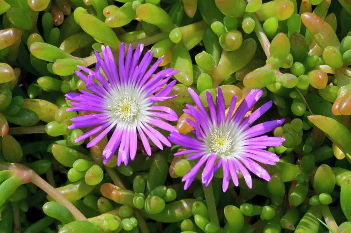 Framed Print : Purple dewplant (Disphyma crassifolium) in flower, naturalised, Tresco, Isles of Scilly, UK. May Framed Print : Purple dewplant (Disphyma crassifolium) in flower, naturalised, Tresco, Isles of Scilly, UK. May