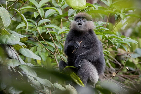 Purple-faced langur (Trachypithecus vetulus) holding stick and looking up, Sinharaja