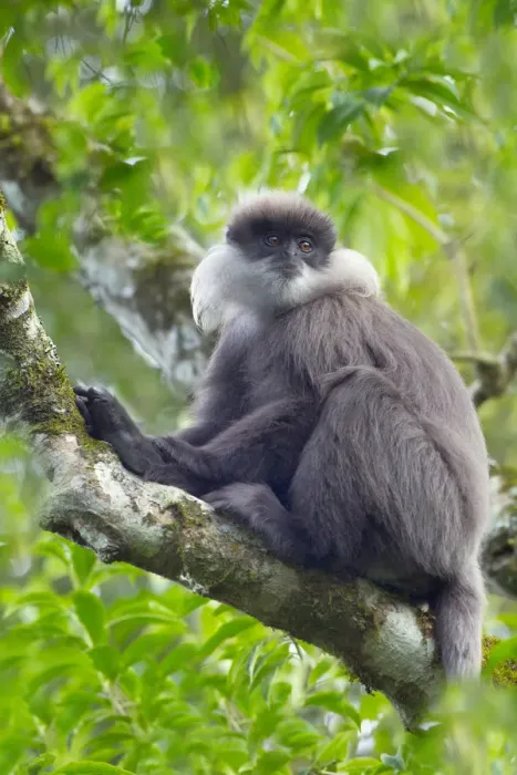 Framed Print : Purple-faced leaf monkey (Semnopithecus vetulus) Sri Lanka Framed Print : Purple-faced leaf monkey (Semnopithecus vetulus) Sri Lanka