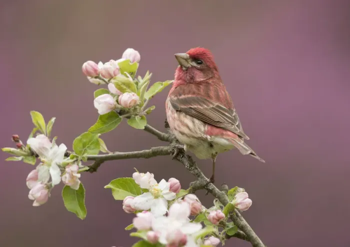 Framed Print : Purple Finch (Carpodacus purpureus) perched amid apple blossom, New York, USA Framed Print : Purple Finch (Carpodacus purpureus) perched amid apple blossom, New York, USA