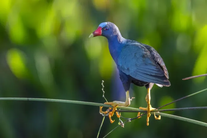 Framed Print : Purple gallinule (Porphyrio martinicus) and giant bulrush (Schoenoplectis californicus) Framed Print : Purple gallinule (Porphyrio martinicus) and giant bulrush (Schoenoplectis californicus)