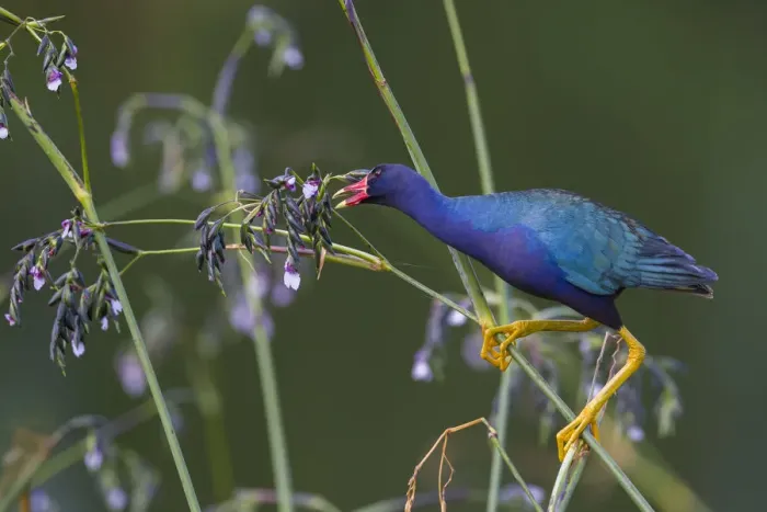 Framed Print : Purple gallinule (Porphyrio martinicus) reaches for giant bulrush (Schoenoplectis Framed Print : Purple gallinule (Porphyrio martinicus) reaches for giant bulrush (Schoenoplectis