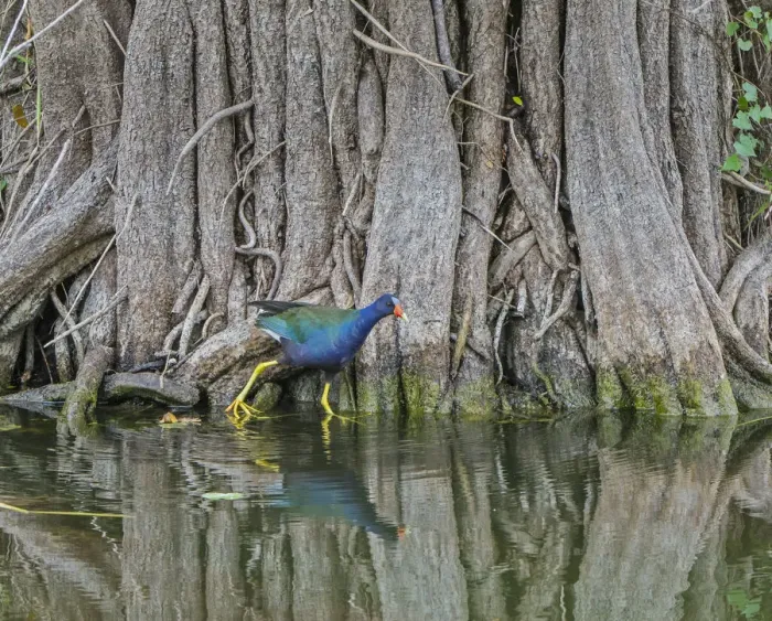 Framed Print : Purple gallinule (Porphyrula martinica) in mangrove swamp. Everglades National Park, Florida, USA Framed Print : Purple gallinule (Porphyrula martinica) in mangrove swamp. Everglades National Park, Florida, USA