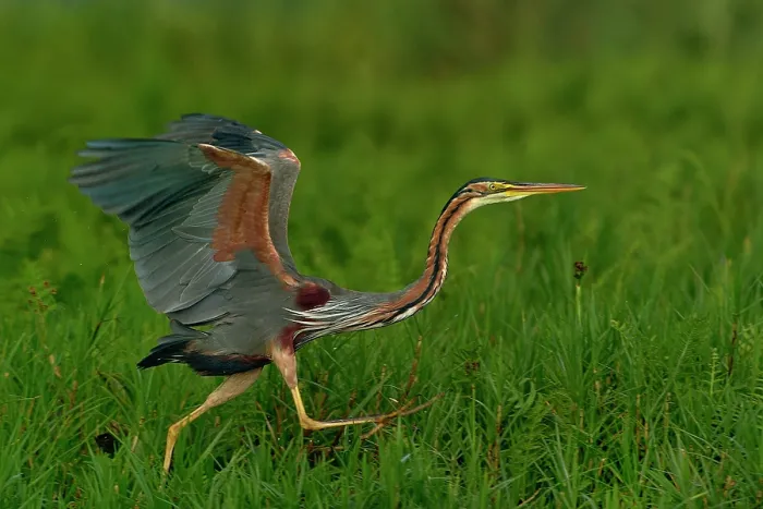 Framed Print : Purple heron (Ardea purpurea) running, Uganda Framed Print : Purple heron (Ardea purpurea) running, Uganda