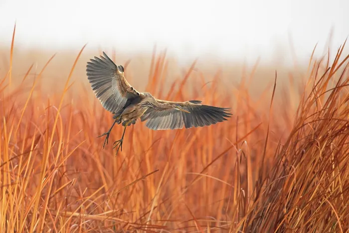 Framed Print : Purple heron (Ardea purpurea) taking flight from reedbed, Marievale Bird Sanctuary, Nigel, South Africa Framed Print : Purple heron (Ardea purpurea) taking flight from reedbed, Marievale Bird Sanctuary, Nigel, South Africa