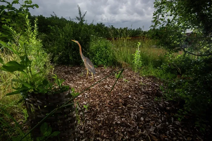 Framed Print : Purple heron (Ardea purpurea) using a wildlife crossing above the A72 highway, Loire, France. June. Camera trap image Framed Print : Purple heron (Ardea purpurea) using a wildlife crossing above the A72 highway, Loire, France. June. Camera trap image