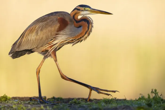 Framed Print : Purple heron (Ardea purpurea) walking along waters edge in early morning light, Pusztaszer reserve, Hungary. May