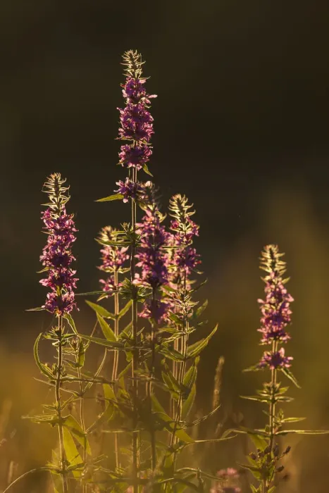 Framed Print : Purple loosestrife (Lythrum salicaria) flower spikes in evening light, Scotland, UK Framed Print : Purple loosestrife (Lythrum salicaria) flower spikes in evening light, Scotland, UK