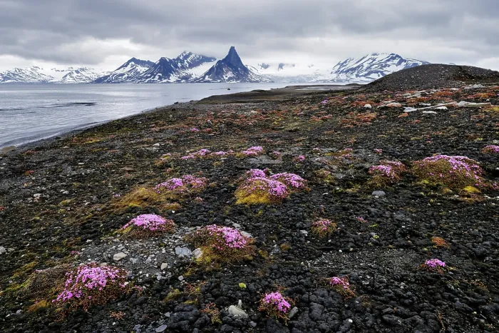 Framed Print : Purple mountain saxifrage (Saxifraga oppositifolia) in bloom in Treskelen old morraine, Hornsund fjord, Svalbard archipelago, Norway. July