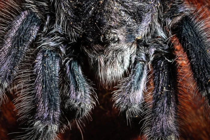 Framed Print : Purple pinktoe tarantula (Avicularia purpurea) head portrait, Las Piedras, Madre de dios, Amazon rainforest, Peru Framed Print : Purple pinktoe tarantula (Avicularia purpurea) head portrait, Las Piedras, Madre de dios, Amazon rainforest, Peru