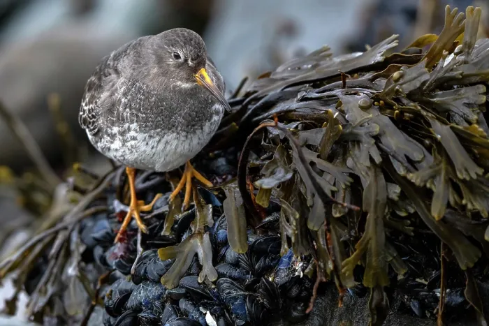 Framed Print : Purple sandpiper (Calidris maritima) foraging among seaweed covered Mussels, Hornoya, Varanger, Finnmark, Norway. March Framed Print : Purple sandpiper (Calidris maritima) foraging among seaweed covered Mussels, Hornoya, Varanger, Finnmark, Norway. March
