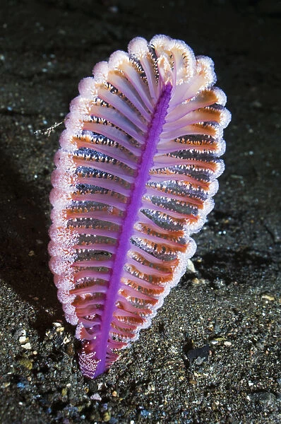 Purple sea pen (Virgularia gustaviana) on sandy sea bed. Rinca, Indonesia