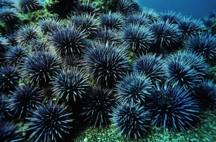 Framed Print : Purple sea urchins, California USA Framed Print : Purple sea urchins, California USA