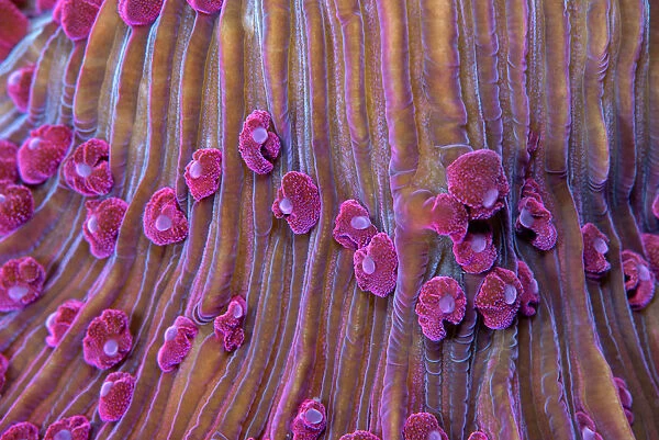 Purple short tentacle mushroom coral (Fungia sp. ) close up of polyps. Lembeh Strait