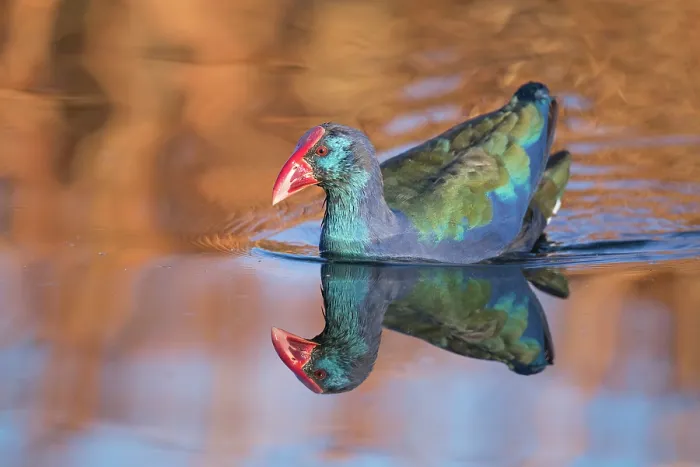 Framed Print : Purple swamphen (Porphyrio porphyrio) on water, Marievale Bird Sanctuary, Nigel, South Africa Framed Print : Purple swamphen (Porphyrio porphyrio) on water, Marievale Bird Sanctuary, Nigel, South Africa