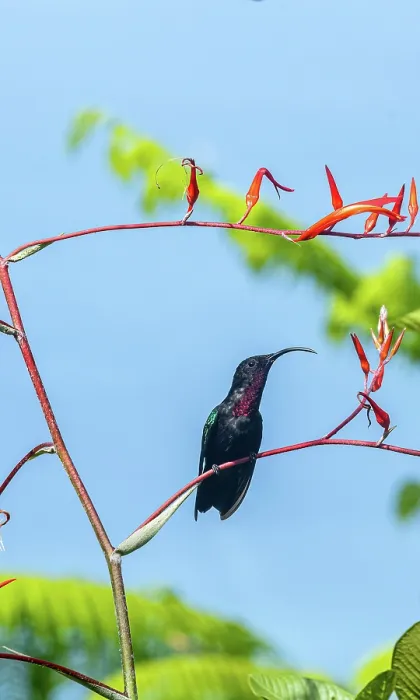Framed Print : Purple-throated Carib hummingbird (Eulampis jugularis) perched on a bromeliad flower stem in a garden, Dominica, Lesser Antilles Framed Print : Purple-throated Carib hummingbird (Eulampis jugularis) perched on a bromeliad flower stem in a garden, Dominica, Lesser Antilles