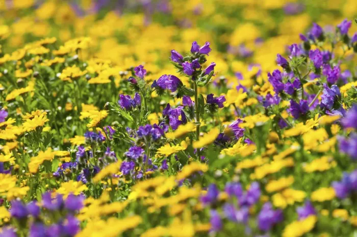 Framed Print : Purple vipers bugloss (Echium plantaineum) growing in fields of Corn Marigold (Chrysanthemum Framed Print : Purple vipers bugloss (Echium plantaineum) growing in fields of Corn Marigold (Chrysanthemum