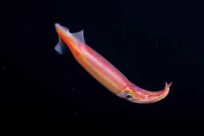Framed Print : Purpleback flying squid (Sthenoteuthis oualaniensis) in open ocean at night, portrait, three miles off the island of Guam, Micronesia, Pacific Ocean