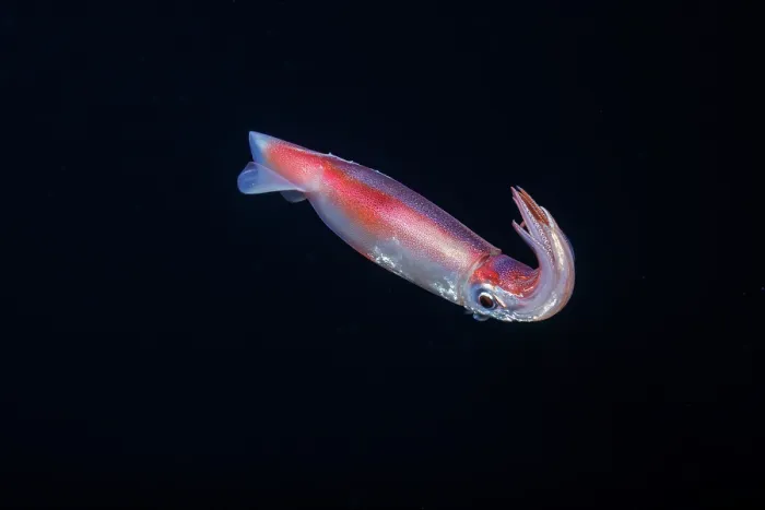 Framed Print : Purpleback flying squid (Sthenoteuthis oualaniensis) swimming in open sea, Yap, Federated States of Micronesia, Pacific Ocean Framed Print : Purpleback flying squid (Sthenoteuthis oualaniensis) swimming in open sea, Yap, Federated States of Micronesia, Pacific Ocean