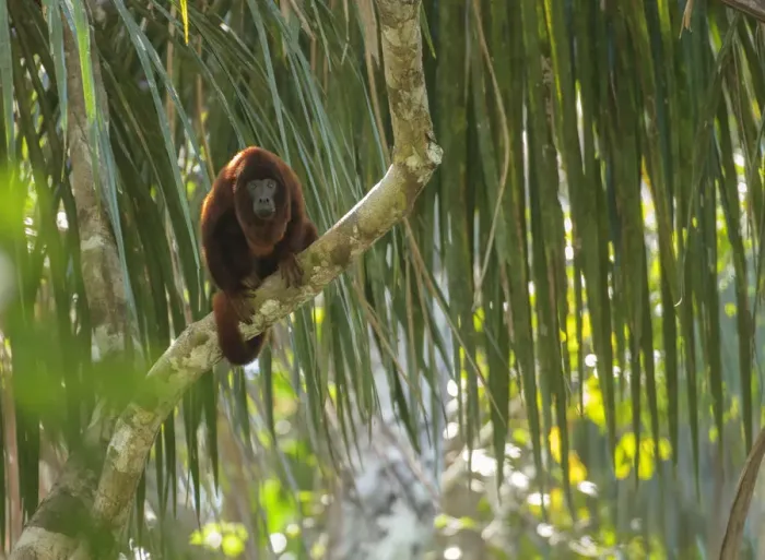 Framed Print : Purus red howler monkey (Alouatta puruensis) sitting in the rainforest canopy. Madre de Dios, Peru Framed Print : Purus red howler monkey (Alouatta puruensis) sitting in the rainforest canopy. Madre de Dios, Peru