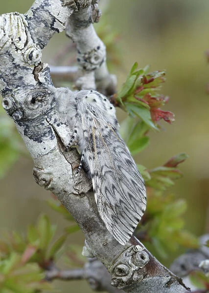 Puss moth (Cerura vinula) near Lough Bunny, County Clare, Ireland