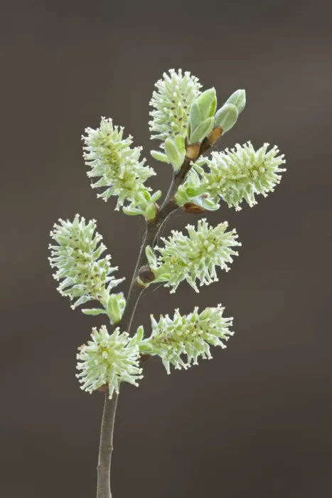 Framed Print : Pussy willow catkins (Salix caprea), Somerset Levels, Somerset, England, UK, April