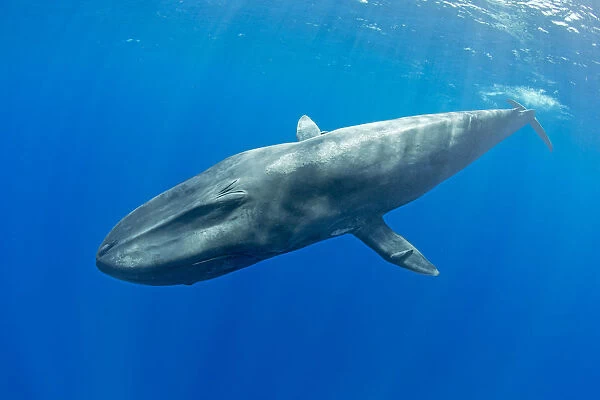 Pygmy blue whale (Balaenoptera musculus brevicauda) subspecies of blue whale, Mirissa