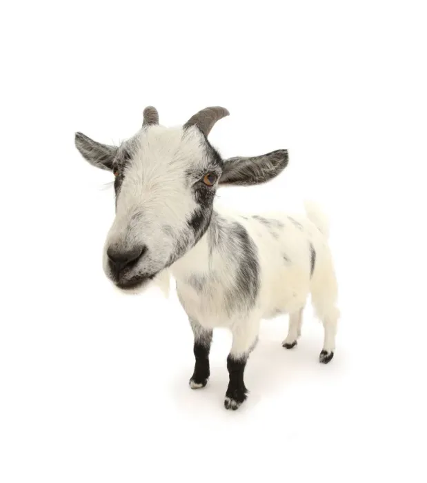 Framed Print : Pygmy goat, close up portrait Framed Print : Pygmy goat, close up portrait