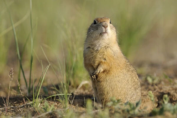 Pygmy ground squirrel  /  souslik (Spermophilus pygmaeus) standing on hind legs alert