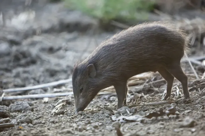 Framed Print : Pygmy Hog (Porcula salvania) foraging. Captive, member of a reintroduction project Framed Print : Pygmy Hog (Porcula salvania) foraging. Captive, member of a reintroduction project