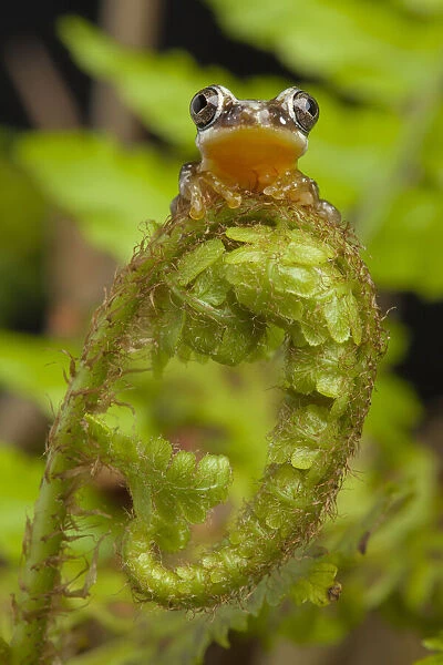 Pygmy leaf-folding frog (Afrixalus brachycnemis) sitting on a fern frond, Tanzania