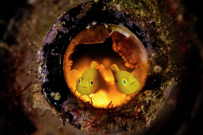 Framed Print : Pygmy lemon gobies (Lubricogobius exiguus) pair, guarding their home in a glass bottle, Batangas marine protected area, Luzon, Philippines, Verde Island Passages, Pacific Ocean Framed Print : Pygmy lemon gobies (Lubricogobius exiguus) pair, guarding their home in a glass bottle, Batangas marine protected area, Luzon, Philippines, Verde Island Passages, Pacific Ocean