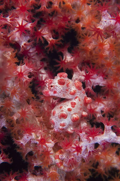 A Pygmy Seahorse (Hippocampus bargibanti) camouflaged in red Seafan (Muricella sp