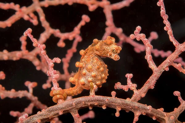 Pygmy seahorse (Hippocampus bargibanti) Philippines
