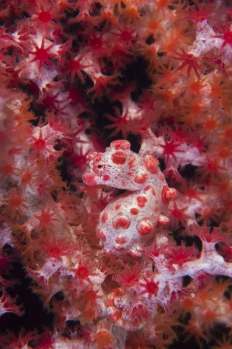 Framed Print : A Pygmy Seahorse (Hippocampus bargibanti) camouflaged in red Seafan (Muricella sp Framed Print : A Pygmy Seahorse (Hippocampus bargibanti) camouflaged in red Seafan (Muricella sp