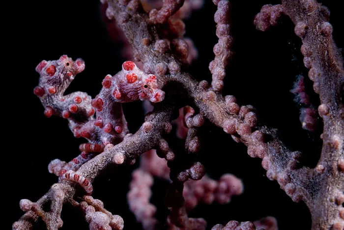 Framed Print : Pygmy seahorse (Hippocampus bargibanti) camouflaged on a Sea fan (Muricella sp.) on a coral reef, Lembeh Strait, North Sulawesi, Indonesia, Pacific Ocean Framed Print : Pygmy seahorse (Hippocampus bargibanti) camouflaged on a Sea fan (Muricella sp.) on a coral reef, Lembeh Strait, North Sulawesi, Indonesia, Pacific Ocean